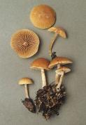 Tubaria furfuracea6 Mushroom