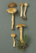Inocybe dulcamara2 Mushroom