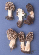 Morchella esculenta 3 Mushroom