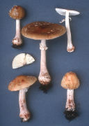 Amanita rubescens Mushroom