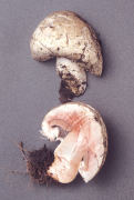 Agaricus bernardii Mushroom