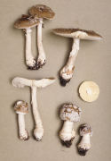 Amanita spissa4.jpg Mushroom