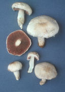 Agaricus andrewii Mushroom