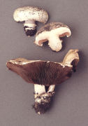 Agaricus bitorquis Mushroom