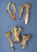 Leotia lubrica2 Mushroom