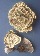 Thelephora vialis Mushroom