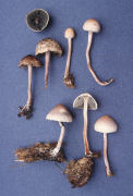 Panaeolus retirugus Mushroom
