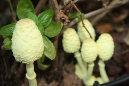 Leucocoprinus birnbaumii2 Mushroom