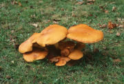 Gymnopilus juoniusFCheck Mushroom