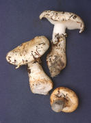 Armillaria ponderosa Mushroom