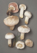 Agaricus pilatianus Mushroom