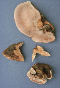 Fomitopsis cajanderi2 Mushroom