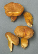 Boletus leonis2 Mushroom