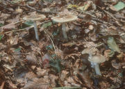 Amanita excelsa2 field Mushroom