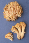Ramaria flavigelatinosa var flavigelatinosa Mushroom