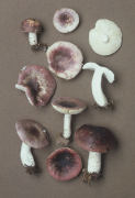 Russula fragilis 3 Mushroom