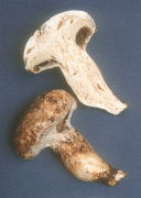 Catathelasma ventricosa Mushroom