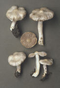 Inocybe geophylla 4 Mushroom