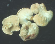 Hydnum repandum 2 F Mushroom
