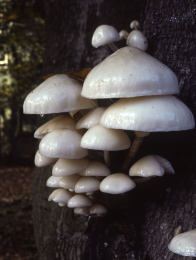 Oudmansiella mucida 001 Mushroom