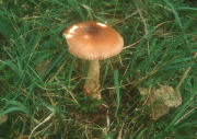 Amanita fulva2 field Mushroom