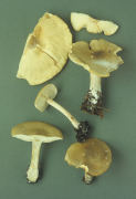 Melanoleuca cognata2 Mushroom