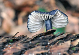 Entoloma nitidum Mushroom