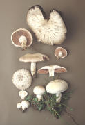 Agaricus campestris Mushroom