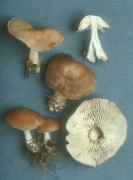 Collybia lentinoides Mushroom