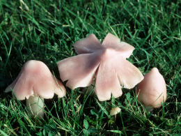 Hygrocybe calyptraeformis