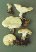 Hydnum repandum6 Mushroom