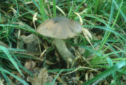 Leccinum scabrumF Mushroom