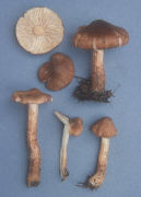 Inocybe subcarpta Mushroom
