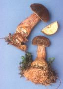 Boletus mirabilis2 Mushroom