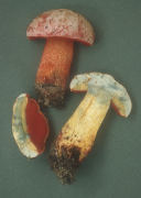 Boletus rhodoxanthus Mushroom