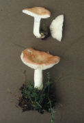 Russula betularum2 Mushroom