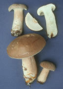 Boletus variipes2 Mushroom