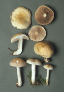 Hebeloma crustuliniforme2 Mushroom