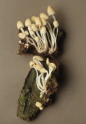 Coprinus disseminatus 3 Mushroom
