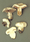 Agaricus bitorquis2 Mushroom