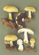 Agaricus augustus3 Mushroom