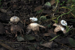 Geastrum striatum 2 Mushroom