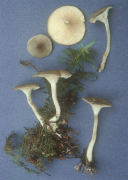 Clitocybe trullaeformis Mushroom
