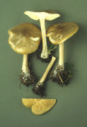 Melanoleuca cognata Mushroom