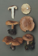 Lactarius rufus2 Mushroom