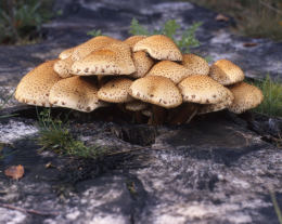 Pholiota squarrosa  001 Mushroom