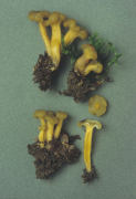 Leotia lubrica3 Mushroom