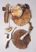 Agrocybe cylindracea Mushroom