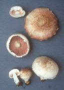 Agaricus porphyrocephalus2 Mushroom