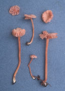 Laccaria montana Mushroom